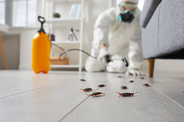 Post-Treatment Bed Bug Interceptor Monitoring in Spring Hope